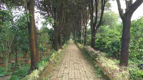 Featuring a tranquil path lined with tall, lush trees Stock-Fotos