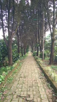 Featuring a tranquil path lined with tall, lush trees Fotos Stock
