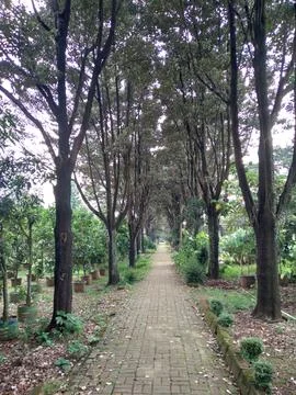 Featuring a tranquil path lined with tall, lush trees 스톡 사진