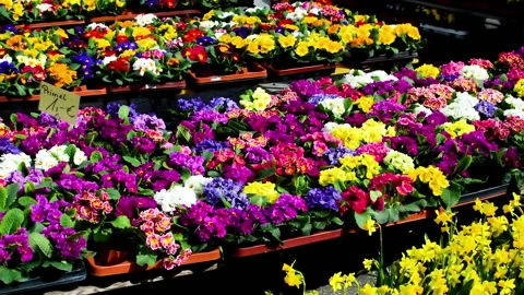 February 15 2020: Various flowers exposed at open market. Stock Footage 152951925