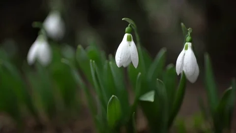 February fair-maids Stock Footage 73136424