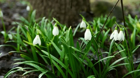 February snowdrop Galanthus caucasicus growing in the Caucasus Stock Footage 88144953