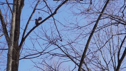 February Squirrel 스톡 동영상 85983251