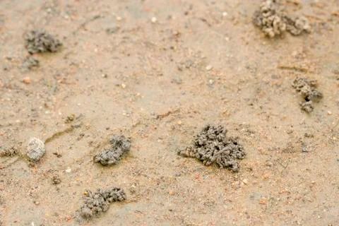 Feces of earthworms on the ground Stock Photos