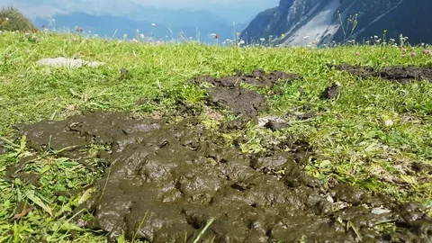 Feces on the grass and fly resting on it Video stock 95697493