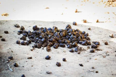 Feces of horses Stock Photos