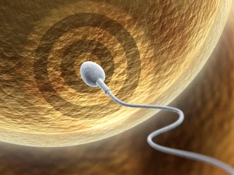 Fecundation Stock Illustration