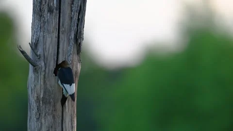 Fed by both parents - Red-headed Woodpeckers in action! Stock Footage 310996412