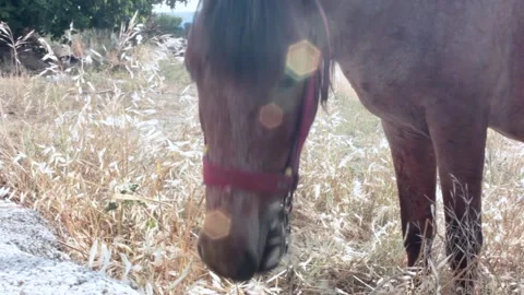 Fed horse Stock Footage 197160981