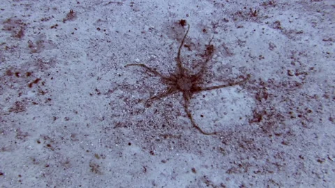 Federstar Stock Footage 139748346