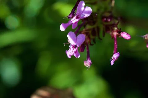 Fedia Cornucopiae macro flower Zingaro national park nature reserve northwest Stock Photos