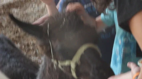 Feed animal Stock Footage 27816882