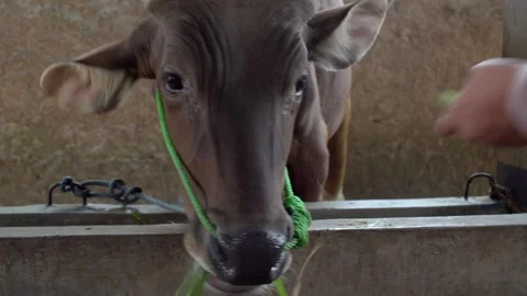 Feed the beef cattle in the stable Stock Footage 158814928