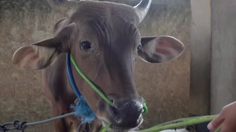 Feed the beef cattle in the stable Stock Footage 158815739