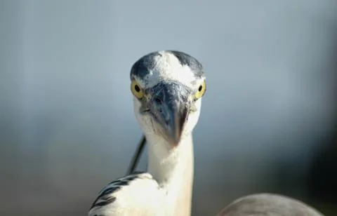 Feed the Bird 库存照片