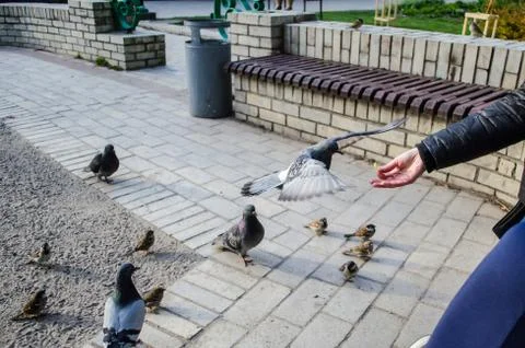 Feed the birds pigeons and sparrows with hands closeup Stock Photos