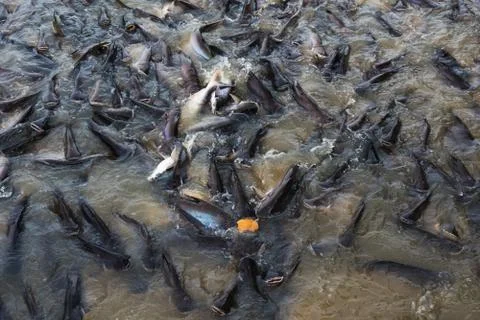 Feed bread to fish in Thai temple Stock Photos