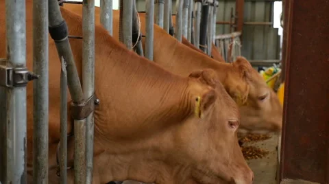 Feed brown cow, red cattle cake, South korea Stock Footage 64174021