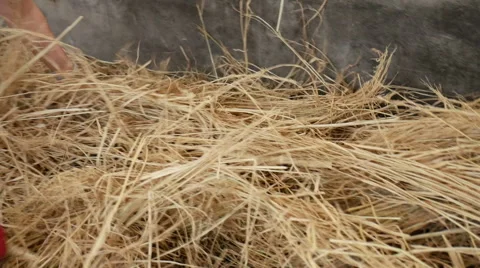 Feed brown cow, red cattle hay, South korea Stock Footage 64174239
