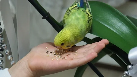 Feed the budgerigar Stock Footage 93116692