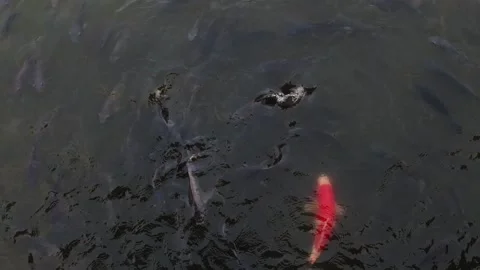 Feed carp sfsh slow-motion Stock Footage 208837762