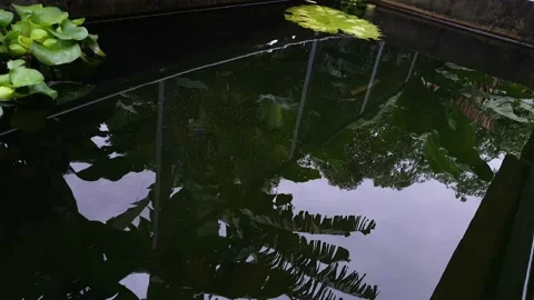 Feed the catfish in the pond Stock Footage 235921007