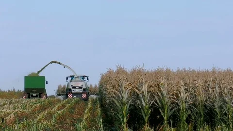 Feed for cattle, harvesting farmer in the field Stock Footage 80931384