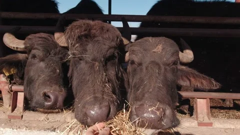 Feed The Cattle Slow Motion Stock Footage 195192404