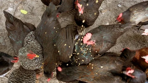 Feed the chicken. Stock Footage 94553215