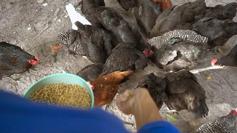 Feed the chicken. Video stock 94553744