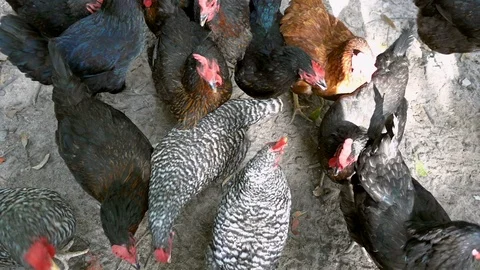 Feed the chicken. Video stock 94729074
