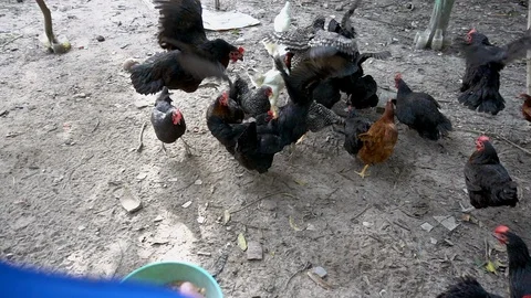 Feed the chicken. Video stock 94993768