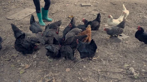 Feed the chicken. Stock Footage 103250022