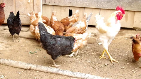 Feed chickens Stock Footage 35117384