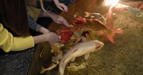 Feed colorful colored carp from a bottle and stroke them with their hand Stock Footage 166421687