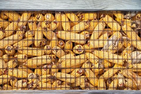 Feed corn stored for the winter Stock Photos