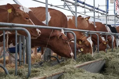 Feed the cows on the farm. Stock Photos