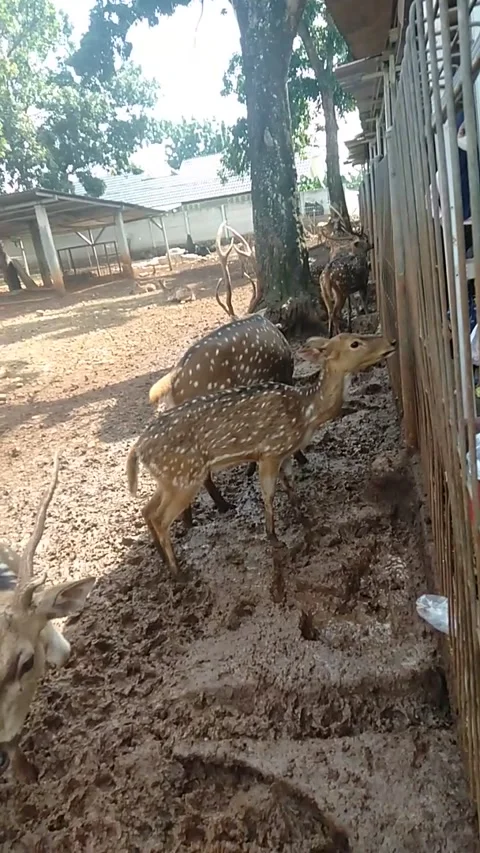 Feed the Deer Stock Footage 230926383