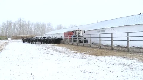 The feed dispenser does its job. Stock Footage 164786644