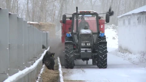 The feed dispenser does its job. Stock Footage 164786656