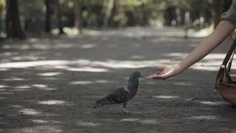 Feed the dove Stockbeeldmateriaal 244144445