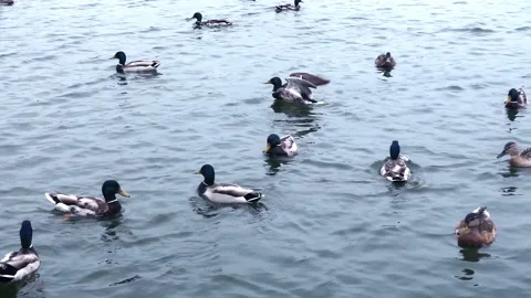 Feed the ducks in the lake, slow motion footage. 스톡 동영상 118543190