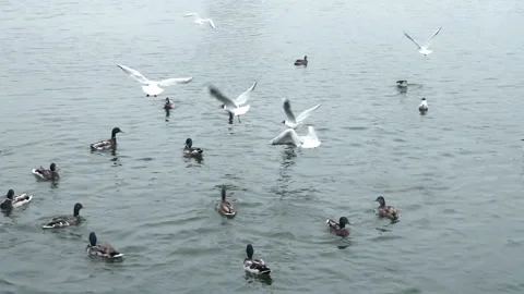 Feed the ducks in the lake, slow motion footage. 스톡 동영상 118545181