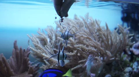 Feed for fish in the aquarium Stockbeeldmateriaal 66694461