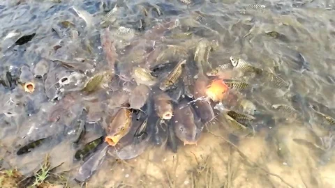 Feed the fish in lake. 스톡 동영상 77017119