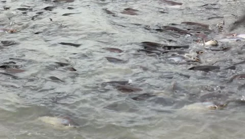 Feed fish in river Stock Footage 11138394