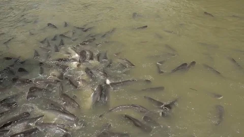 Feed fish,striped catfish Stock Footage 79045011