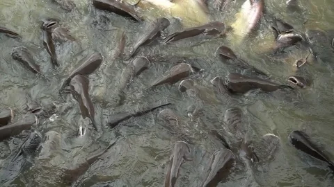 Feed fish,striped catfish Stock Footage 79045444