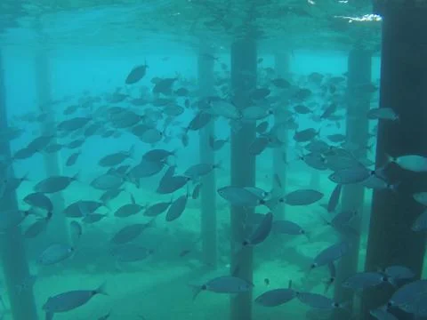 Feed a flock of fish Stock Photos