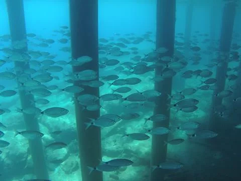 Feed a flock of fish Stock Photos